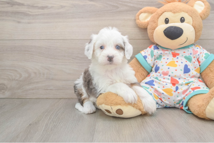 Mini Bernedoodle Pup Being Cute