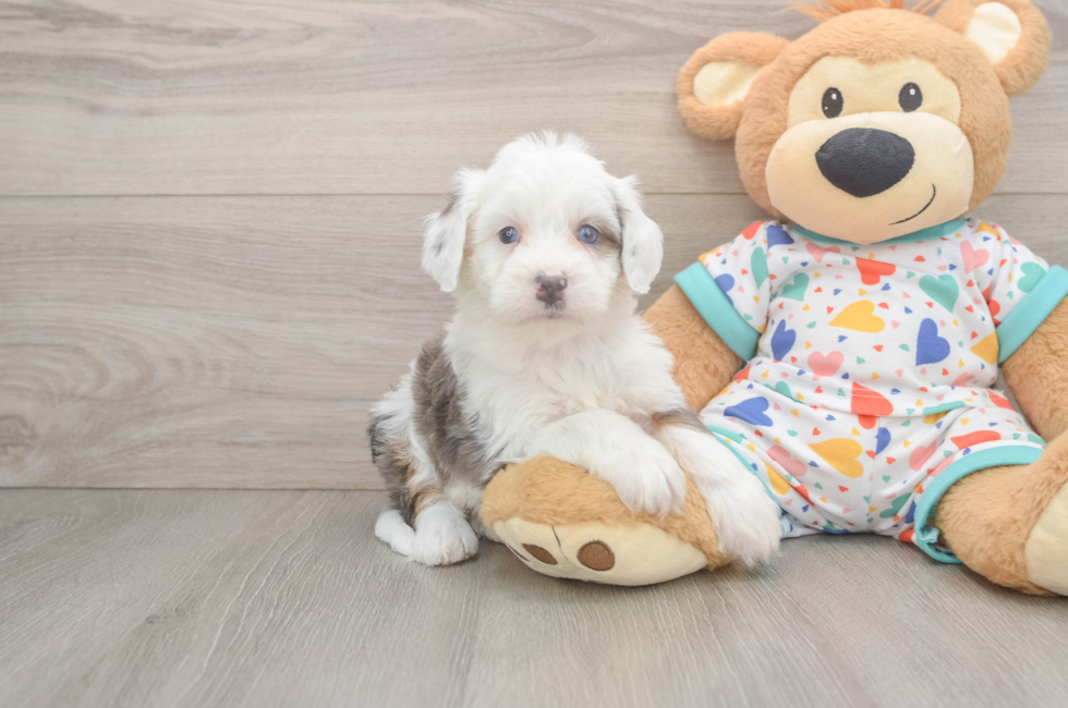 5 week old Mini Bernedoodle Puppy For Sale - Puppy Love PR