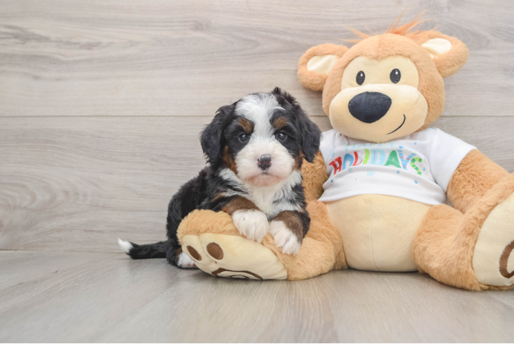 Happy Mini Bernedoodle Baby