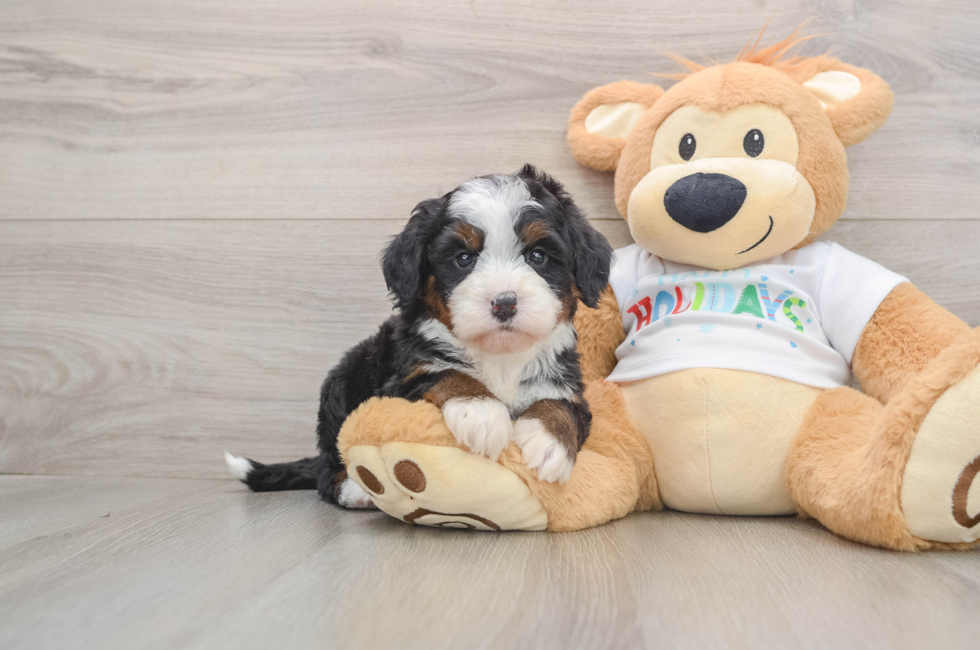 5 week old Mini Bernedoodle Puppy For Sale - Puppy Love PR