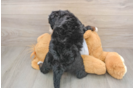 Playful Mini Bernesedoodle Poodle Mix Puppy