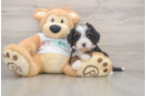 Mini Bernedoodle Pup Being Cute