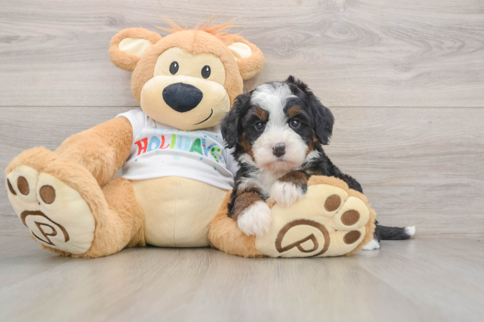 Mini Bernedoodle Pup Being Cute