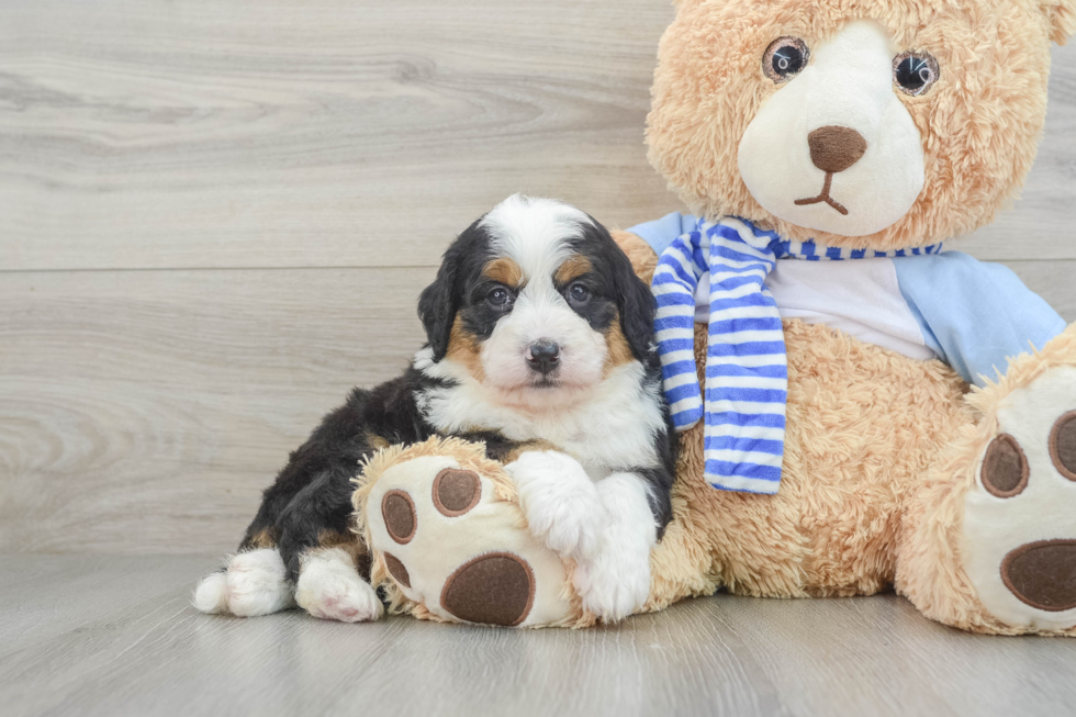 Mini Bernedoodle Puppy for Adoption