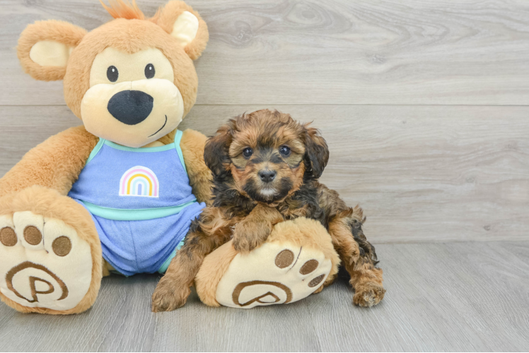 Meet Ezekiel - our Mini Bernedoodle Puppy Photo 1/3 - Puppy Love PR Little Mini Bernese Poodle Poodle Mix Puppy