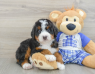 7 week old Mini Bernedoodle Puppy For Sale - Puppy Love PR