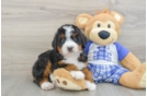 Mini Bernedoodle Puppy for Adoption