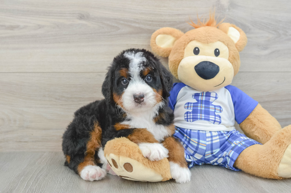 5 week old Mini Bernedoodle Puppy For Sale - Puppy Love PR