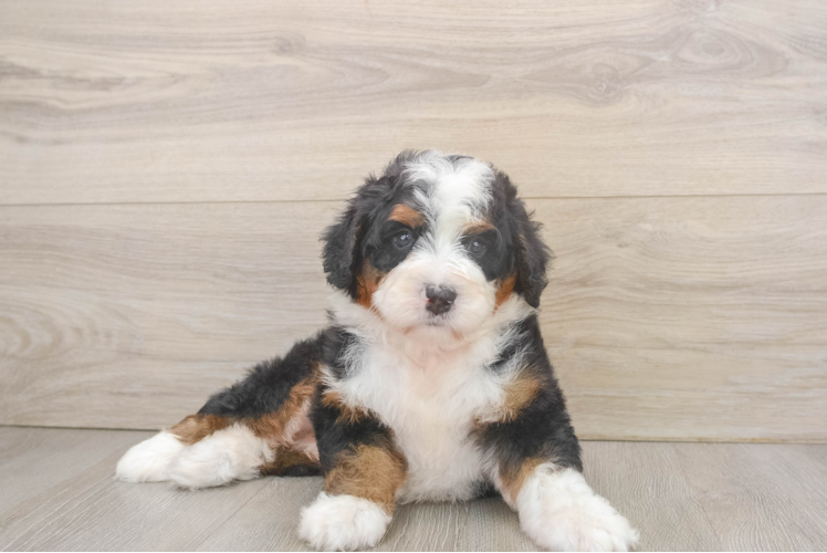 Best Mini Bernedoodle Baby