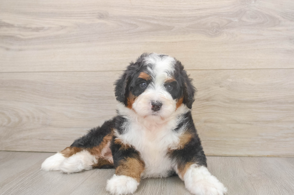 6 week old Mini Bernedoodle Puppy For Sale - Puppy Love PR