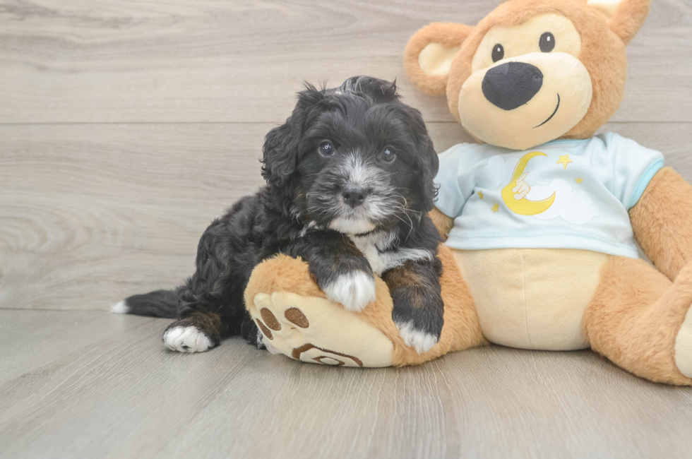 5 week old Mini Bernedoodle Puppy For Sale - Puppy Love PR