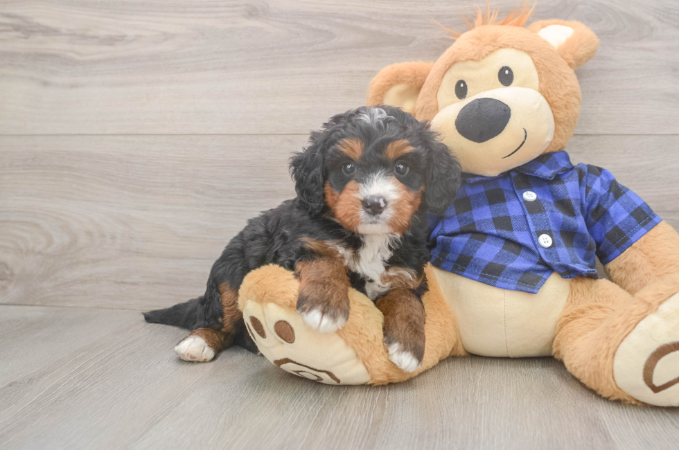 5 week old Mini Bernedoodle Puppy For Sale - Puppy Love PR