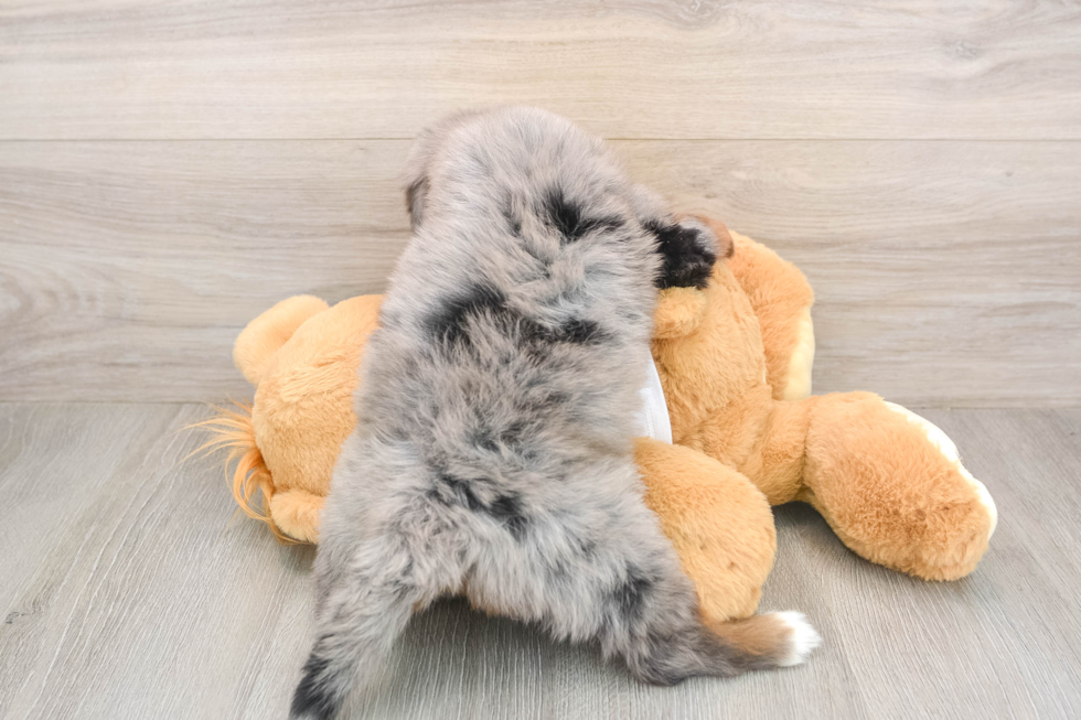 Best Mini Bernedoodle Baby