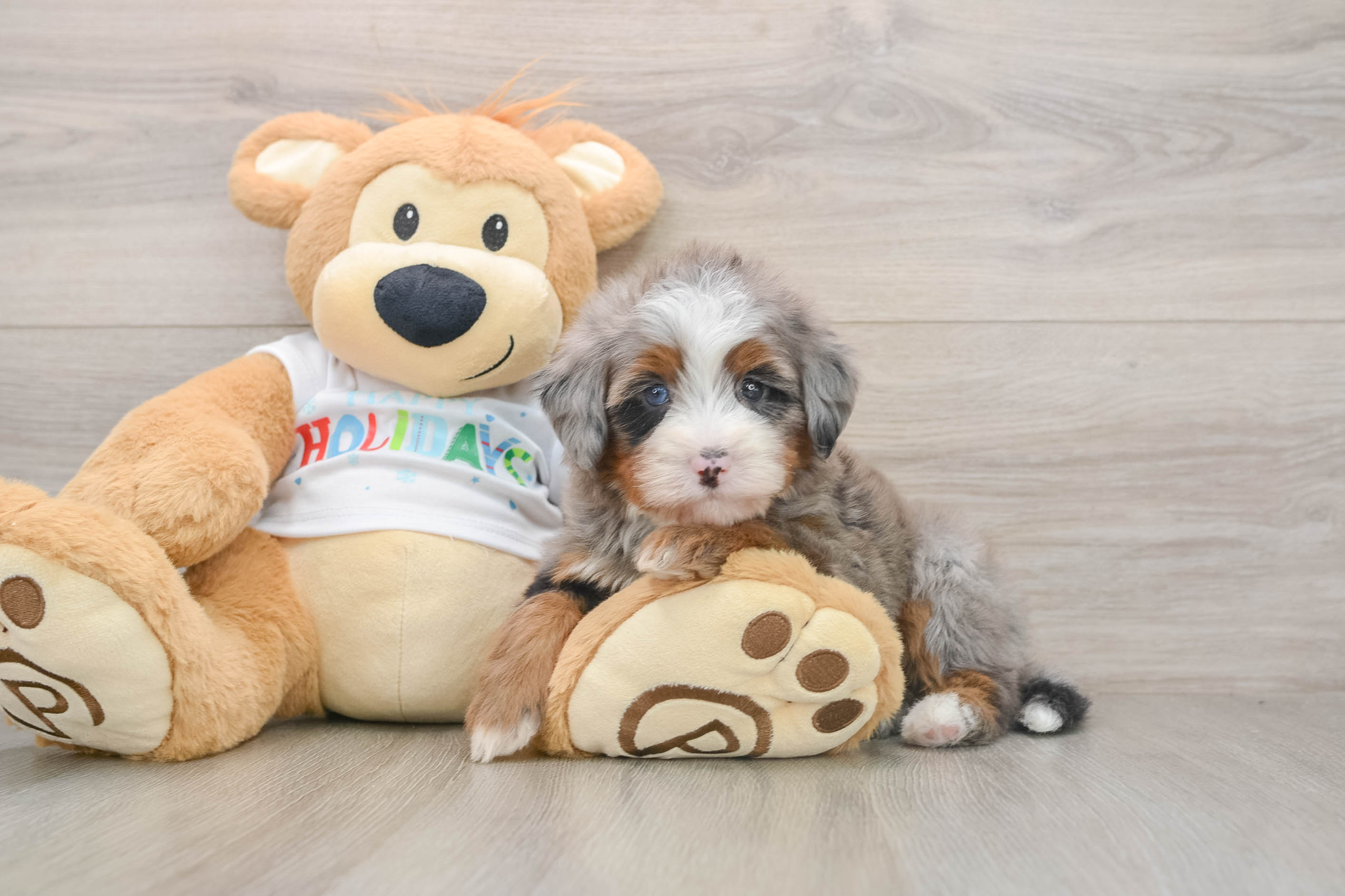 Mini Bernedoodle Pup Being Cute