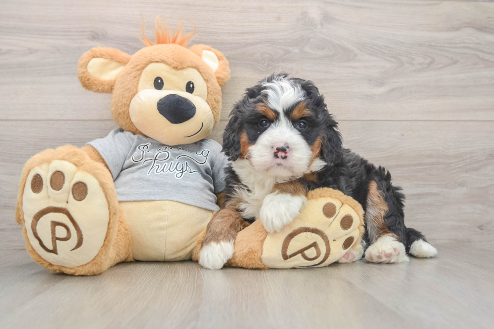 Hypoallergenic Mini Berniedoodle Poodle Mix Puppy