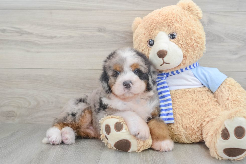 Mini Bernedoodle Pup Being Cute