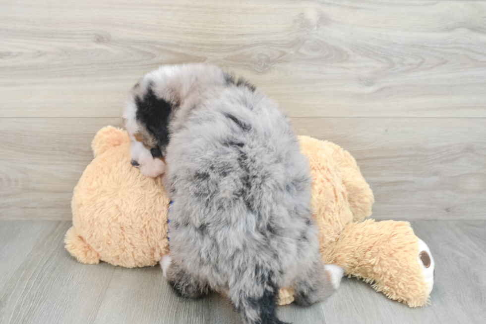 Best Mini Bernedoodle Baby