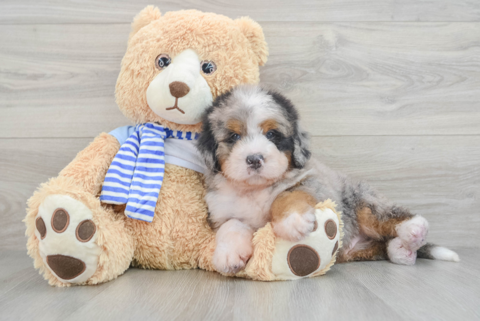 Energetic Mini Bernadoodle Poodle Mix Puppy