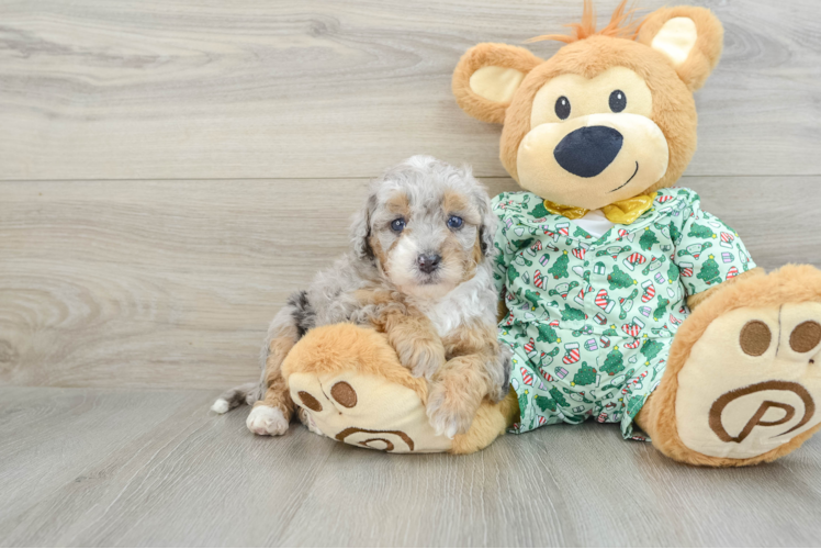 Meet Fabio - our Mini Bernedoodle Puppy Photo 1/3 - Puppy Love PR Mini Bernedoodle Pup Being Cute