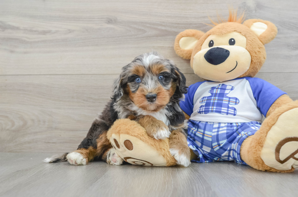 7 week old Mini Bernedoodle Puppy For Sale - Puppy Love PR