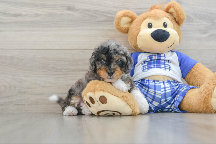 Meet Fabio - our Mini Bernedoodle Puppy Photo 1/3 - Puppy Love PR Best Mini Bernedoodle Baby