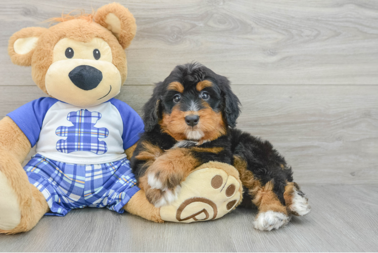 Energetic Mini Bernepoo Poodle Mix Puppy
