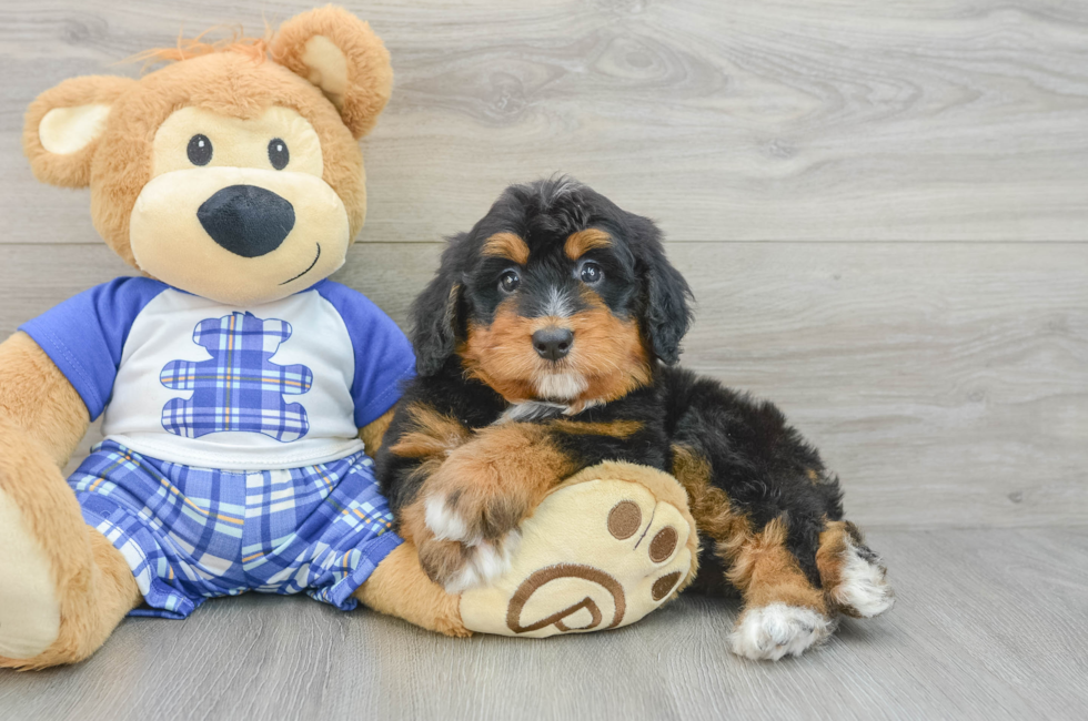 6 week old Mini Bernedoodle Puppy For Sale - Puppy Love PR