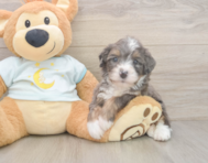 8 week old Mini Bernedoodle Puppy For Sale - Puppy Love PR