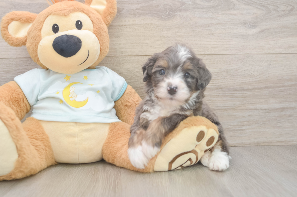 7 week old Mini Bernedoodle Puppy For Sale - Puppy Love PR