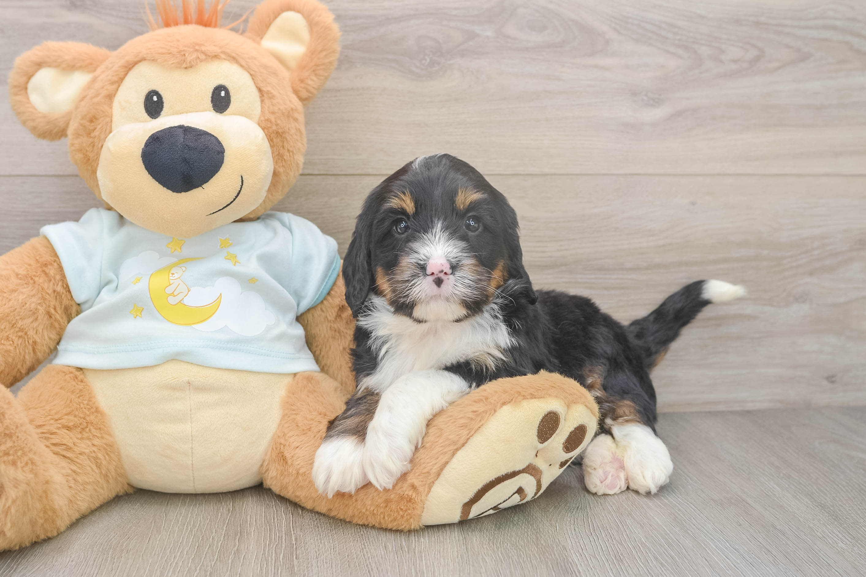 Fluffy Mini Bernedoodle Poodle Mix Pup