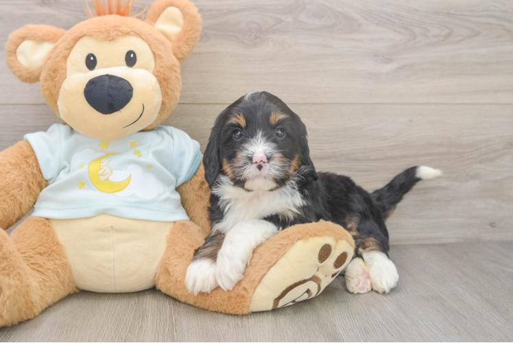 Fluffy Mini Bernedoodle Poodle Mix Pup
