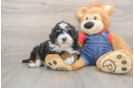 Smart Mini Bernedoodle Poodle Mix Pup