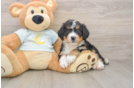 Mini Bernedoodle Puppy for Adoption