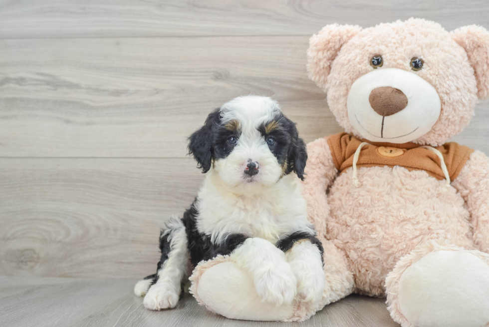 Mini Bernedoodle Pup Being Cute