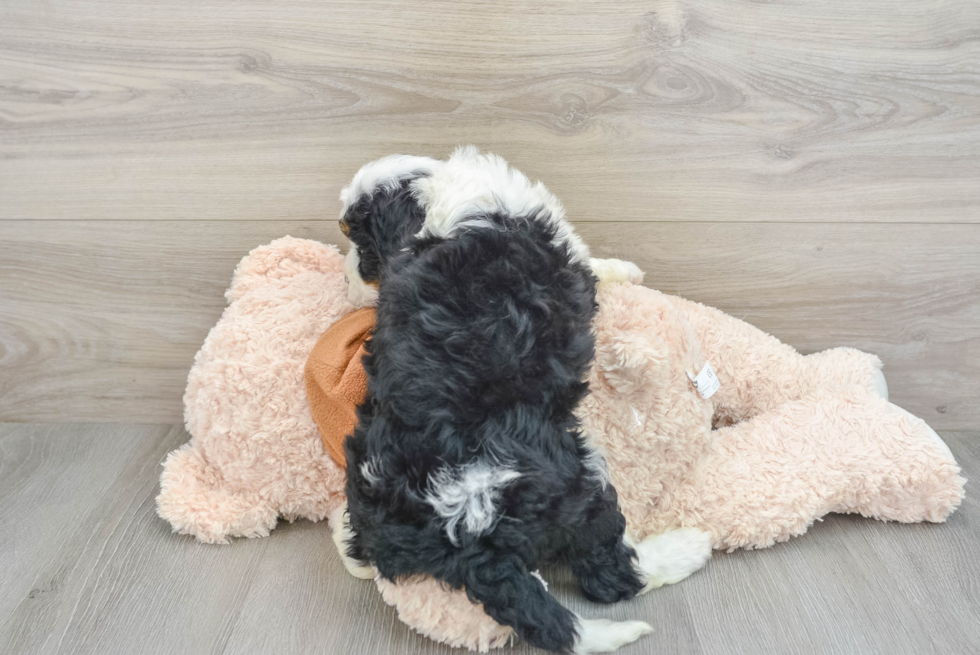 Mini Bernedoodle Pup Being Cute