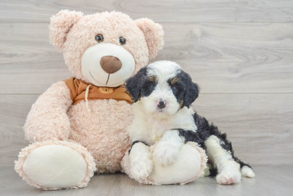 Mini Bernedoodle Puppy for Adoption