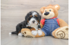 Hypoallergenic Mini Bernese Poodle Poodle Mix Puppy