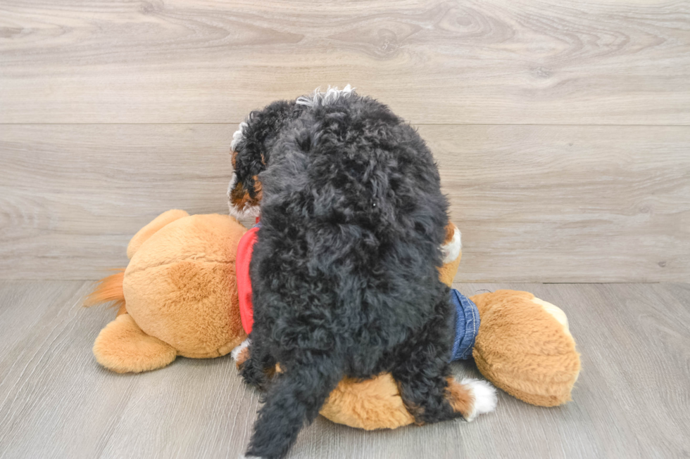 Friendly Mini Bernedoodle Baby