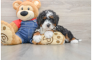 Mini Bernedoodle Puppy for Adoption