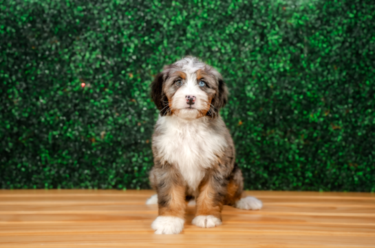 Cute Mini Bernedoodle Poodle Mix Pup