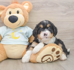 6 week old Mini Bernedoodle Puppy For Sale - Puppy Love PR