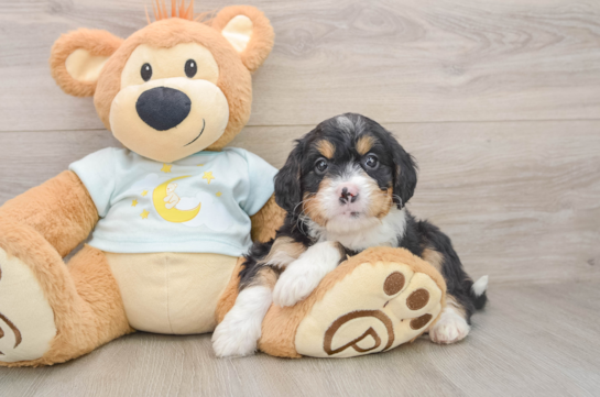 Mini Bernedoodle Puppy for Adoption