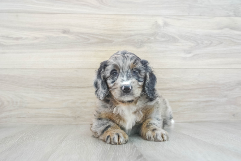 Mini Bernedoodle Pup Being Cute