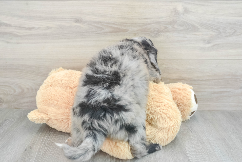 Mini Bernedoodle Pup Being Cute