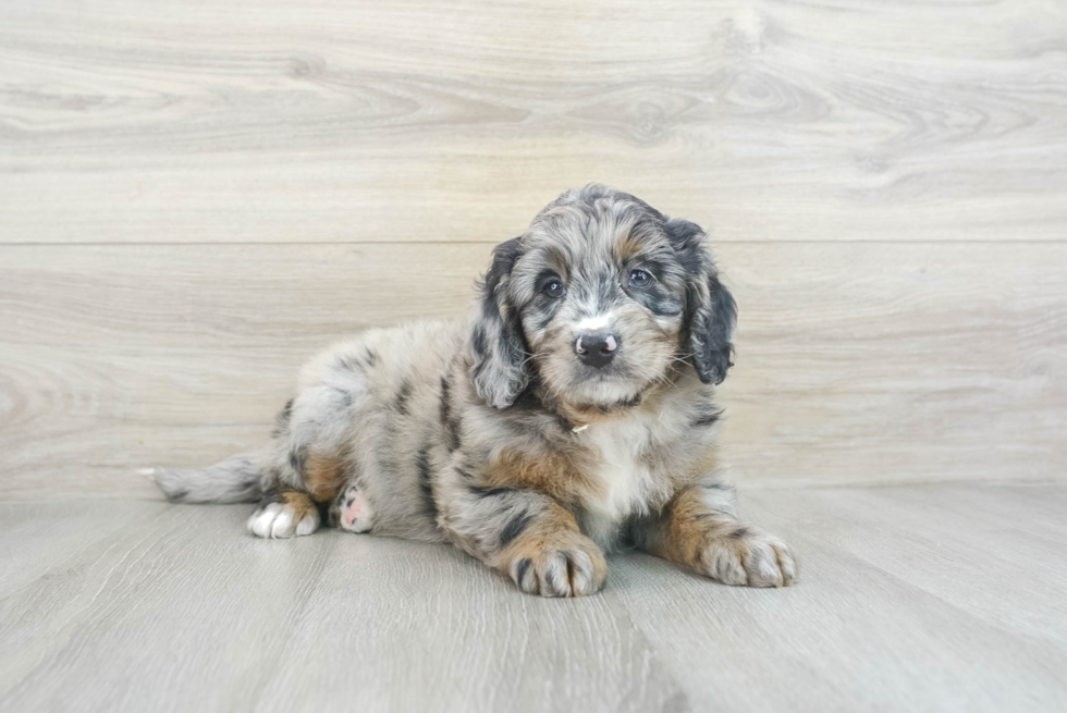 Popular Mini Bernedoodle Poodle Mix Pup
