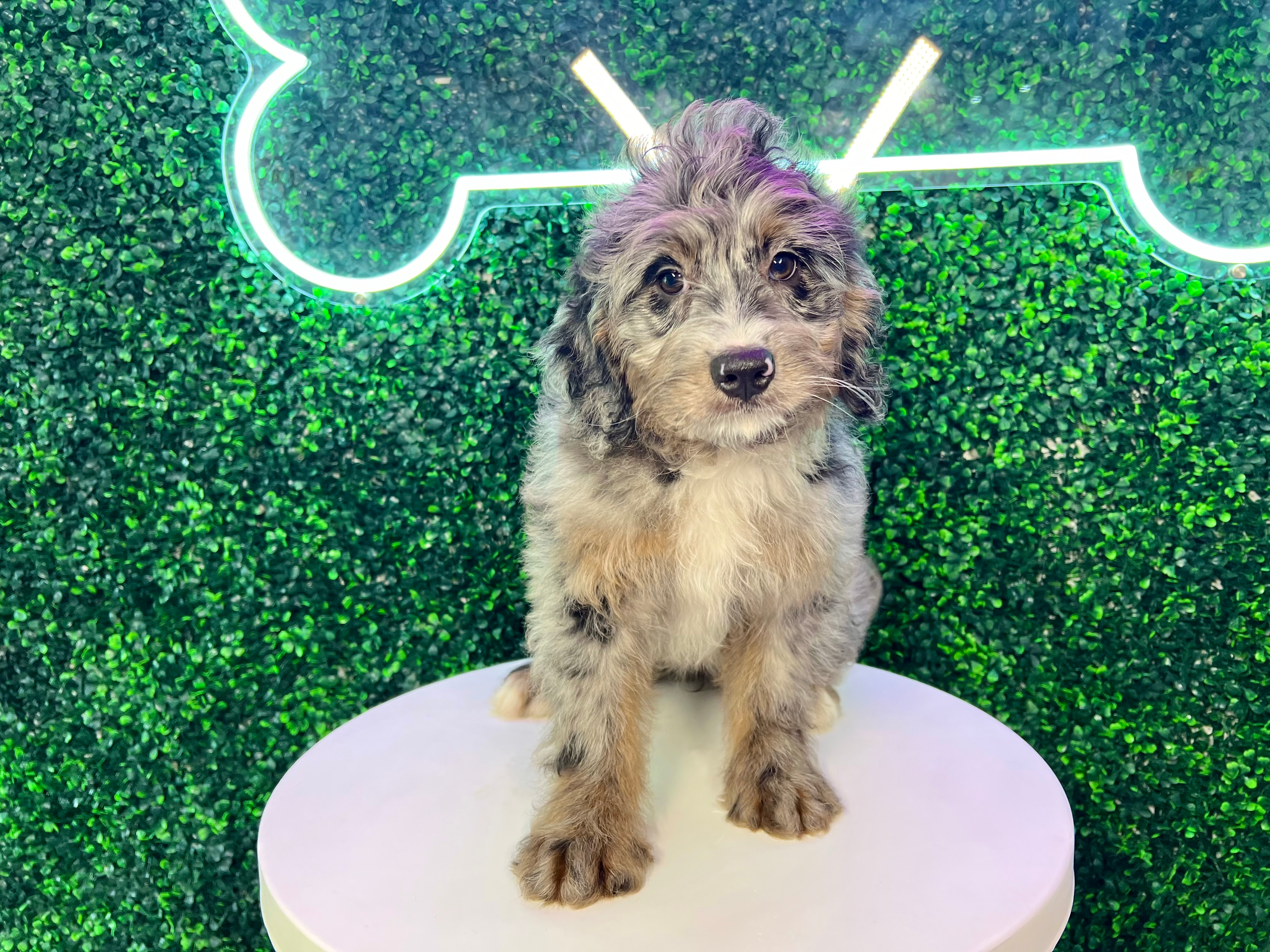 Cute Mini Bernesepoo Poodle Mix Puppy