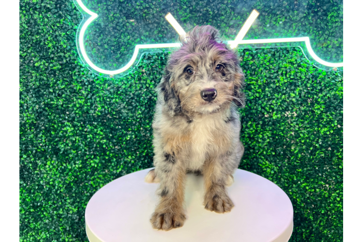 Cute Mini Bernesepoo Poodle Mix Puppy