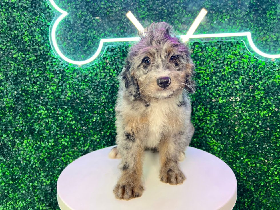 Cute Mini Bernesepoo Poodle Mix Puppy