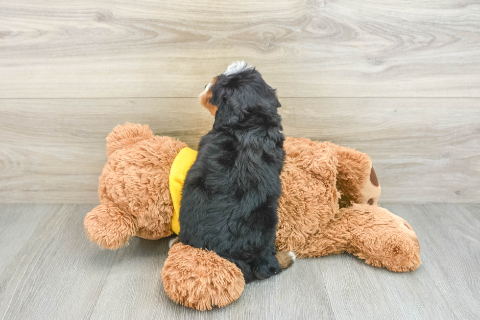 Petite Mini Bernedoodle Poodle Mix Pup