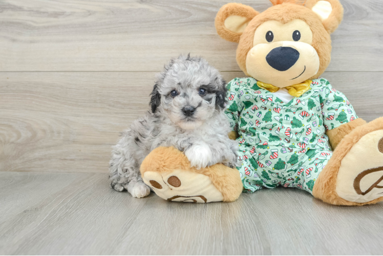 Mini Bernedoodle Pup Being Cute